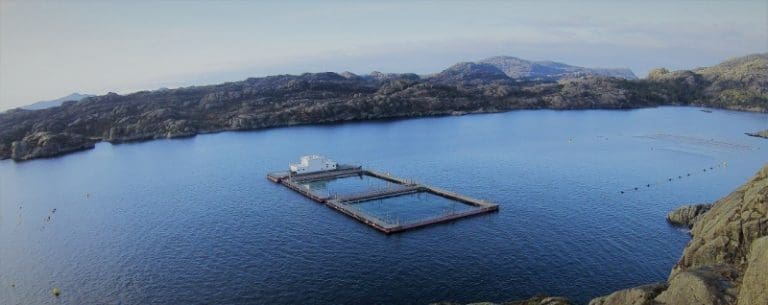 Svært lav dødelighet for Sulefisk, men resultatet ble likevel mer enn halvert i fjor