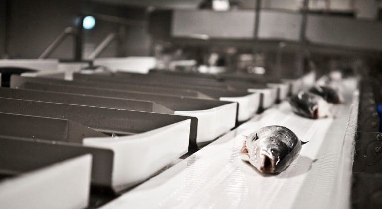 Profit warning og nedbemanning i Marel