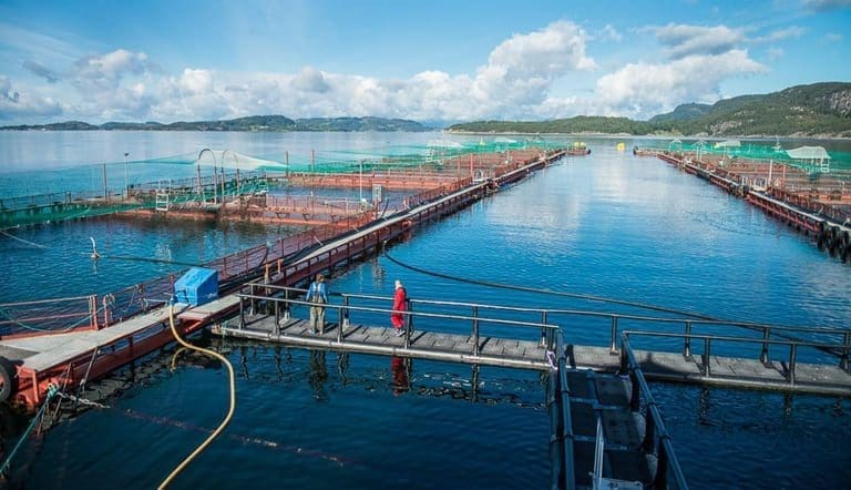 Eidesvik Laks passerte 100 millioner kroner i driftsresultat