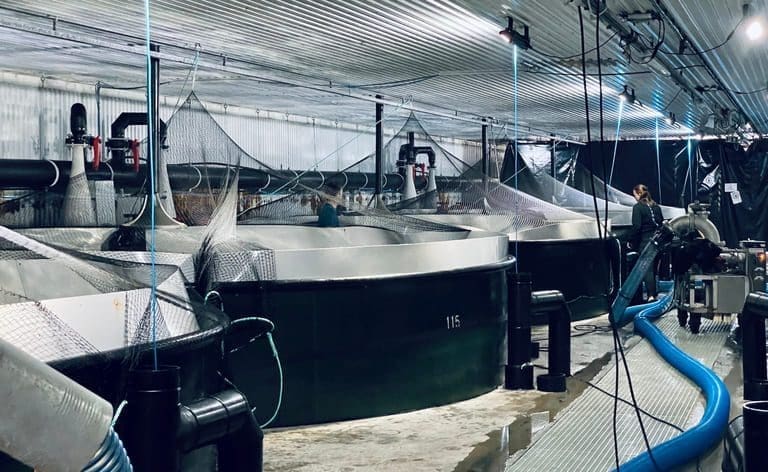 Fishbase og Grytåga Settefisk lander NRS-avtale for en kvart milliard