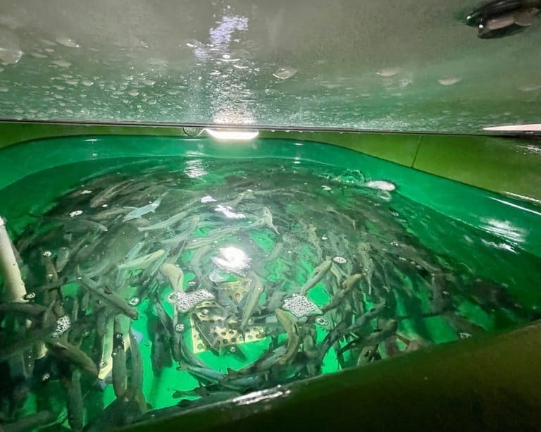 Effekter ved utsett av stor settefisk