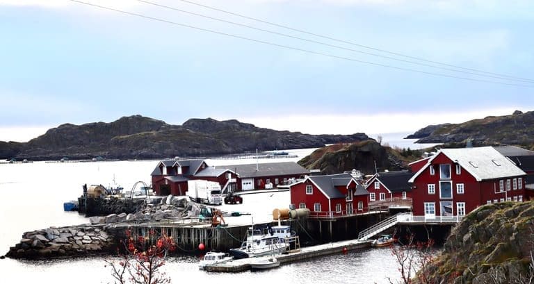 Polarfeed starter nye fôrførsøk i Lofoten samlokalisert med Isqueen