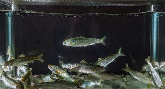 PD-vaksine gir økt risiko for ryggdeformitet hos fisken