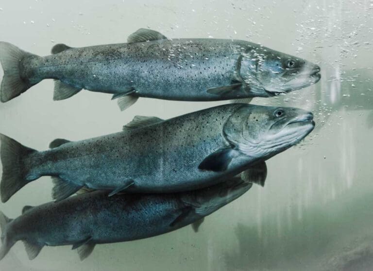 – Bedre fiskevelferd må prioriteres på et høyere nivå – politisk og hos selskapene