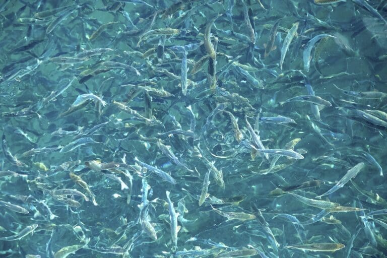Nå svømmer 200.000 smolt i bassenget på Andøya