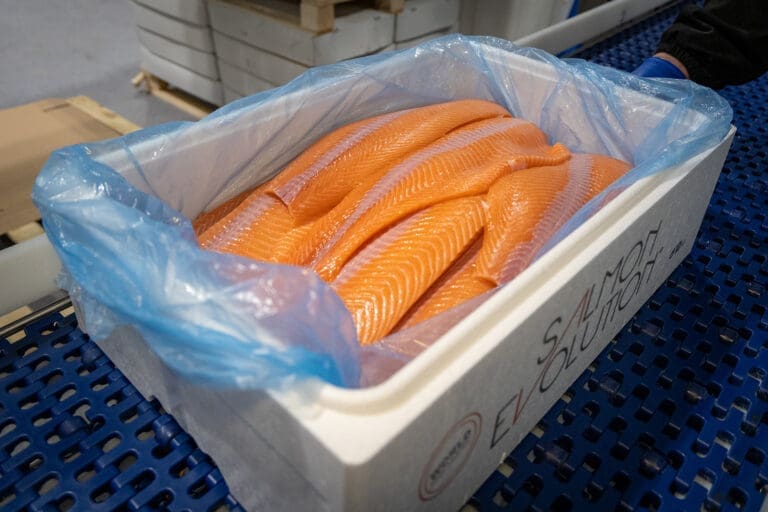 Salmon Evolution slaktet ut sitt første utsett. Nå trappes satsingen opp