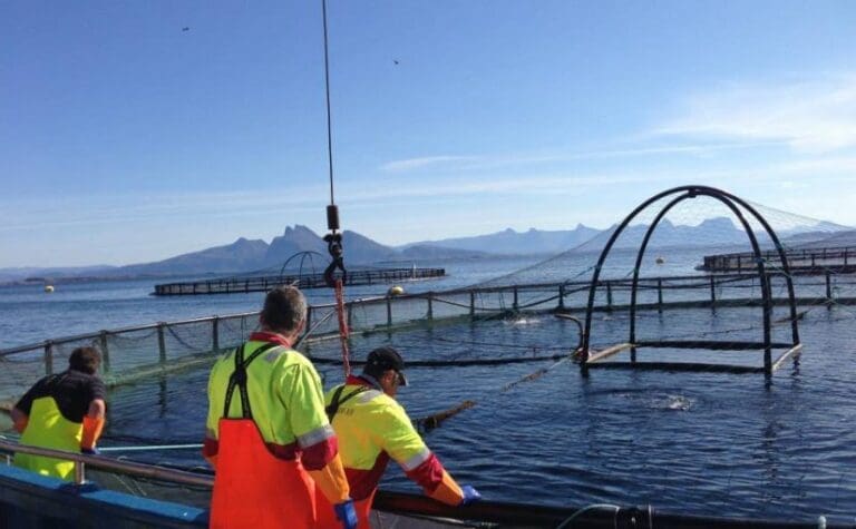Nedgang for Seløy Sjøfarm: – Helt greit