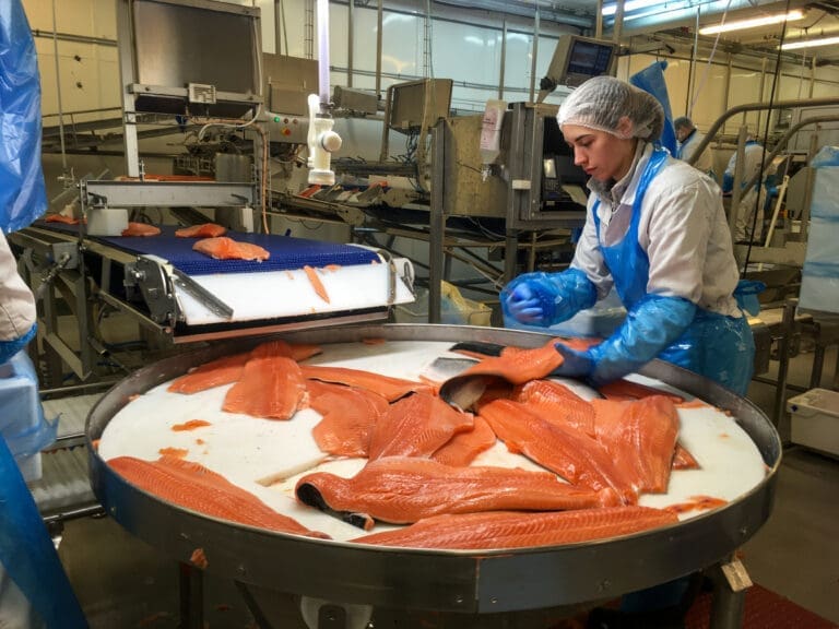 Sykdomsmerking av hver enkelt laksefilet? Umulig og unødvendig