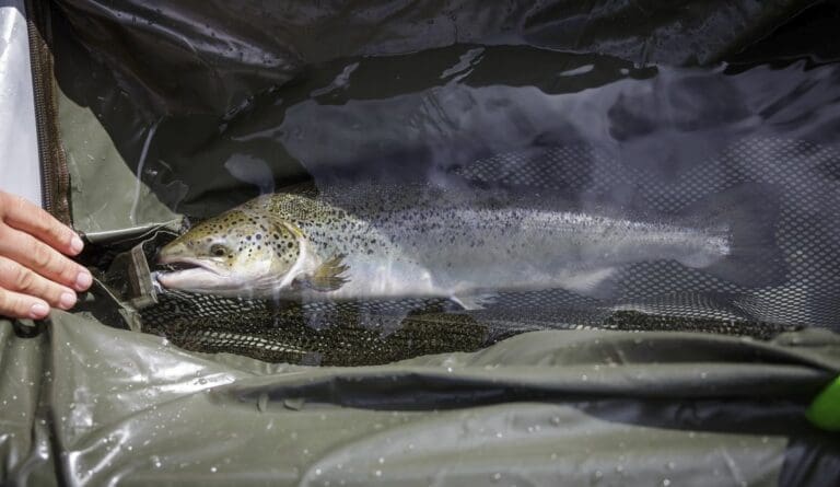 HI: Lite rømt fisk på gyteplassene i fjor