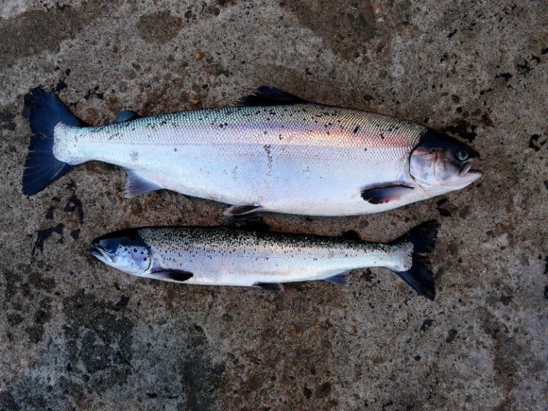 Mer enn dobbelt så mange PD-tilfeller i første tertial enn i fjor