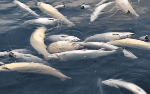 – Strengere reaksjoner er et viktig skritt for fisken