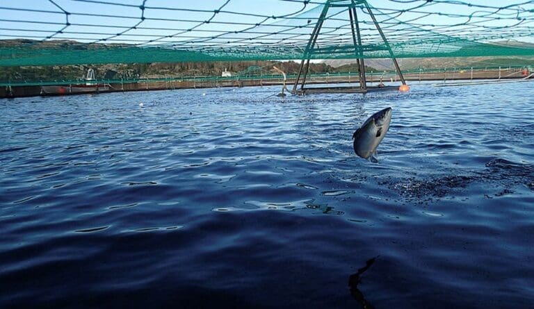Telavåg Fiskeoppdrett snudde resultatet