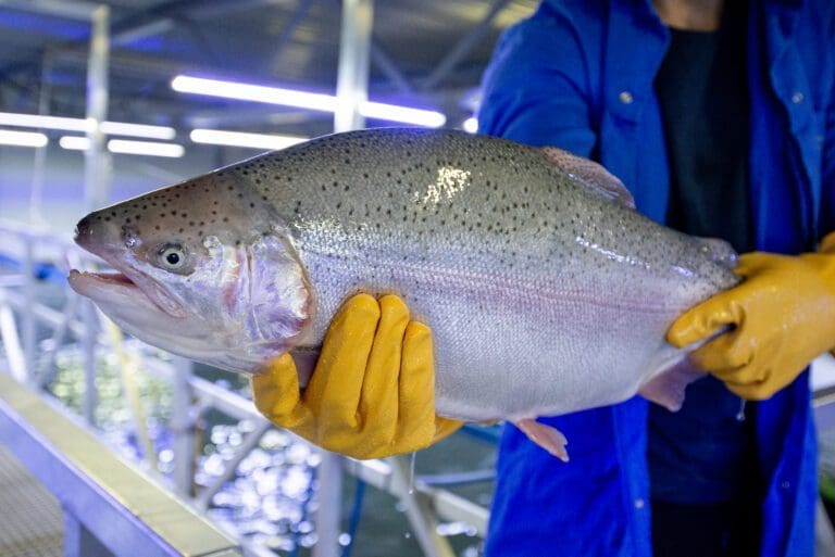 – Vi fikk en liten utfordring da vi konstaterte at fisken i første innsett vokste betydelig raskere enn hva som lå i planen