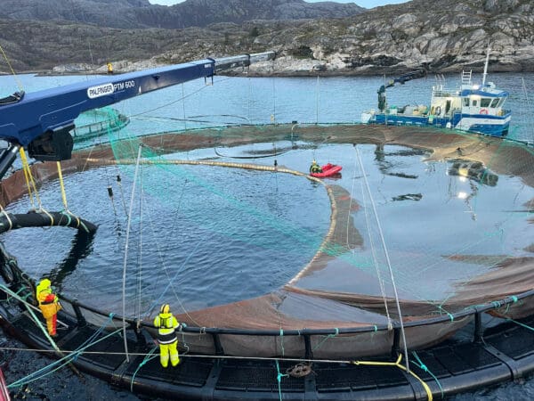 Versting-metoden for fiskevelferd: Knyttes til nær halvparten av hendelsene