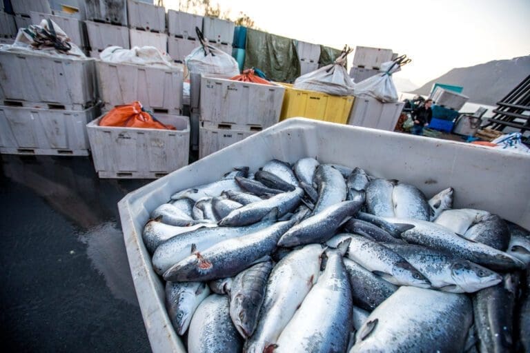 Stemmer det at norsk havbruk aldri har mistet så få fisk?